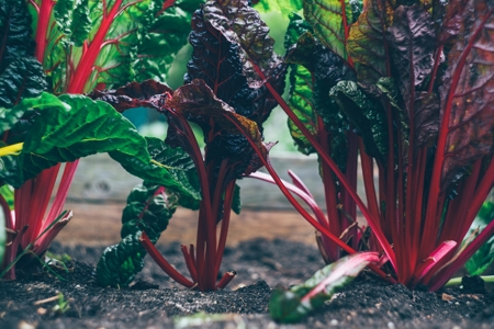 Over 200 Non-State Actors sign Call to Action calling for transformation of food systems for people, nature and climate