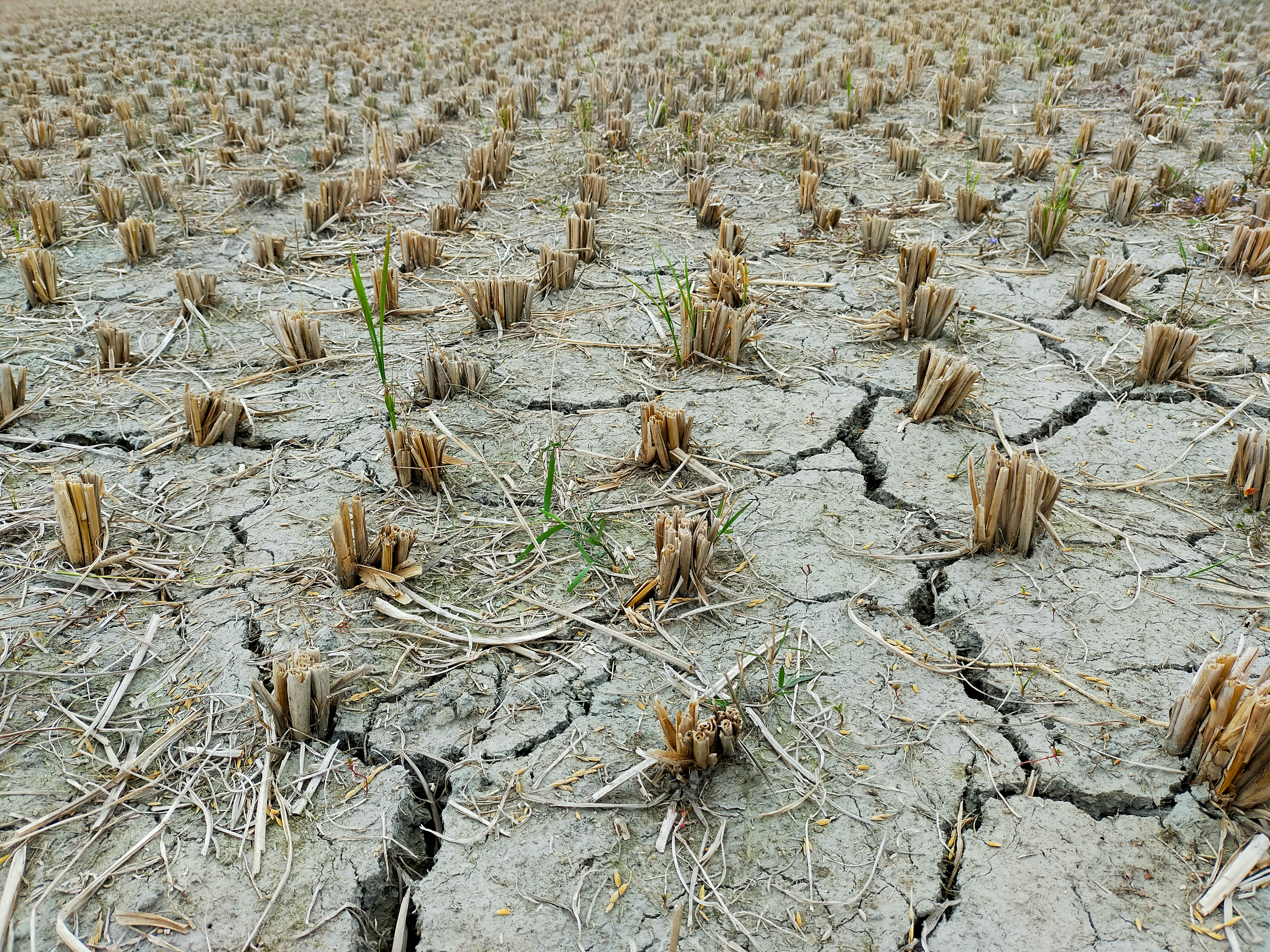 Pre-arranged drought insurance launched to protect food security in Syria