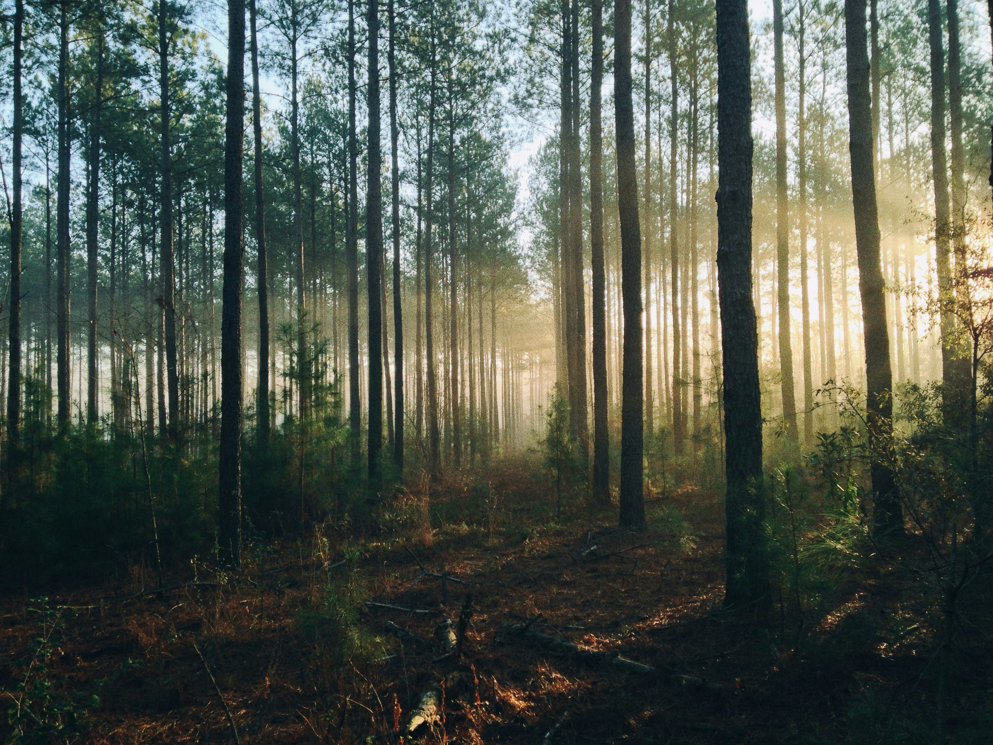 Country Packages Unite Action for Forests, Climate and Nature