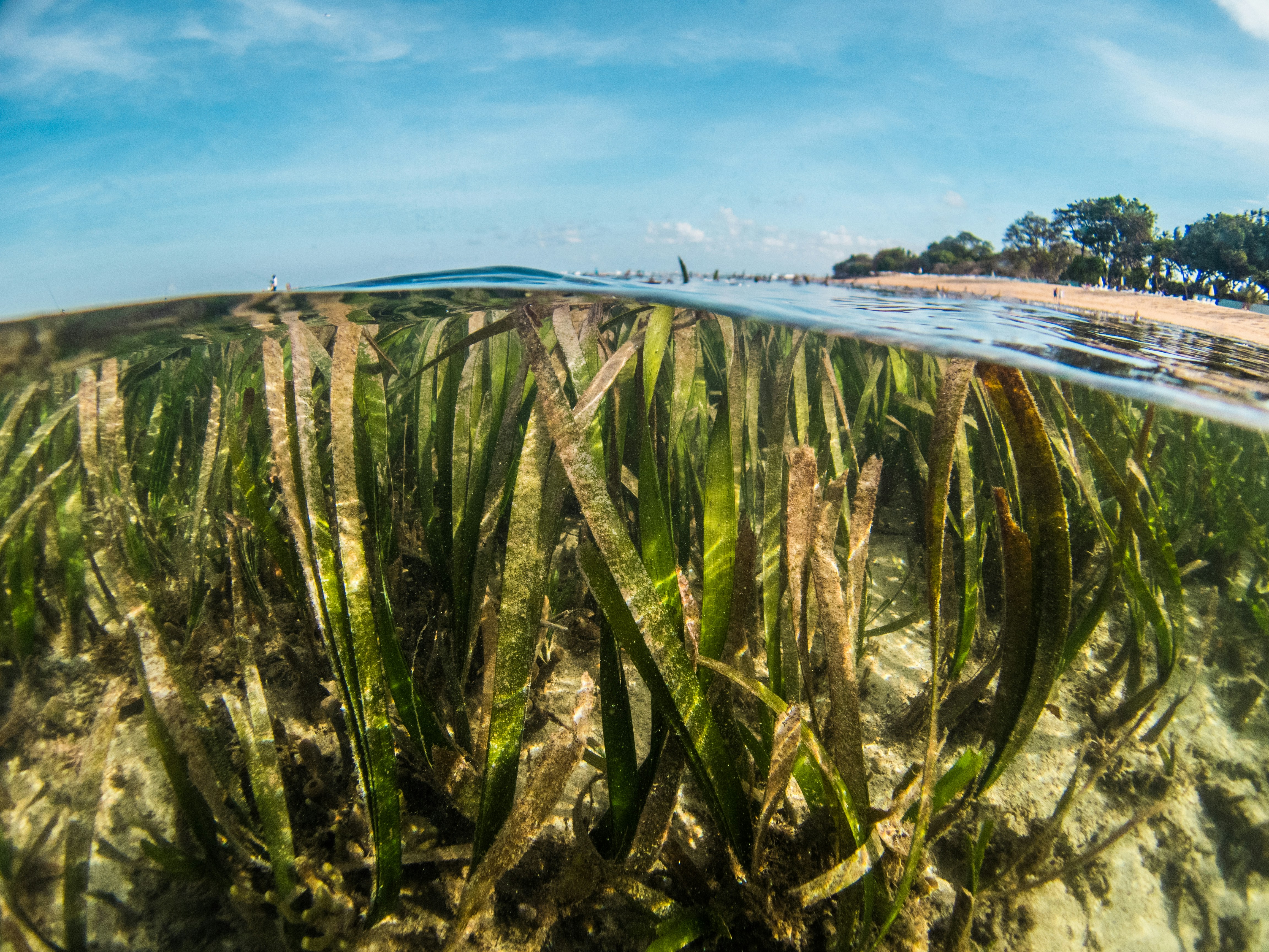 Protecting Blue Carbon Ecosystems in Andalusia