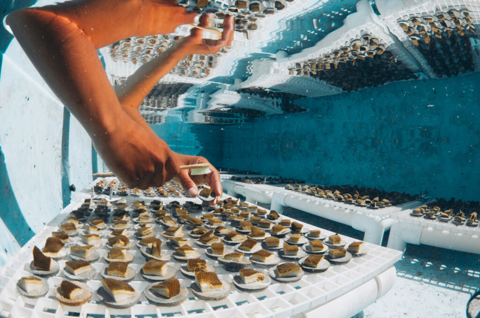 Image: Coral Vita: Coral microfragments growing in our Grand Bahama coral farm. Every so often coral technicians clean the fragment plugs and other aquaculture materials in the tanks to remove macro algae.
