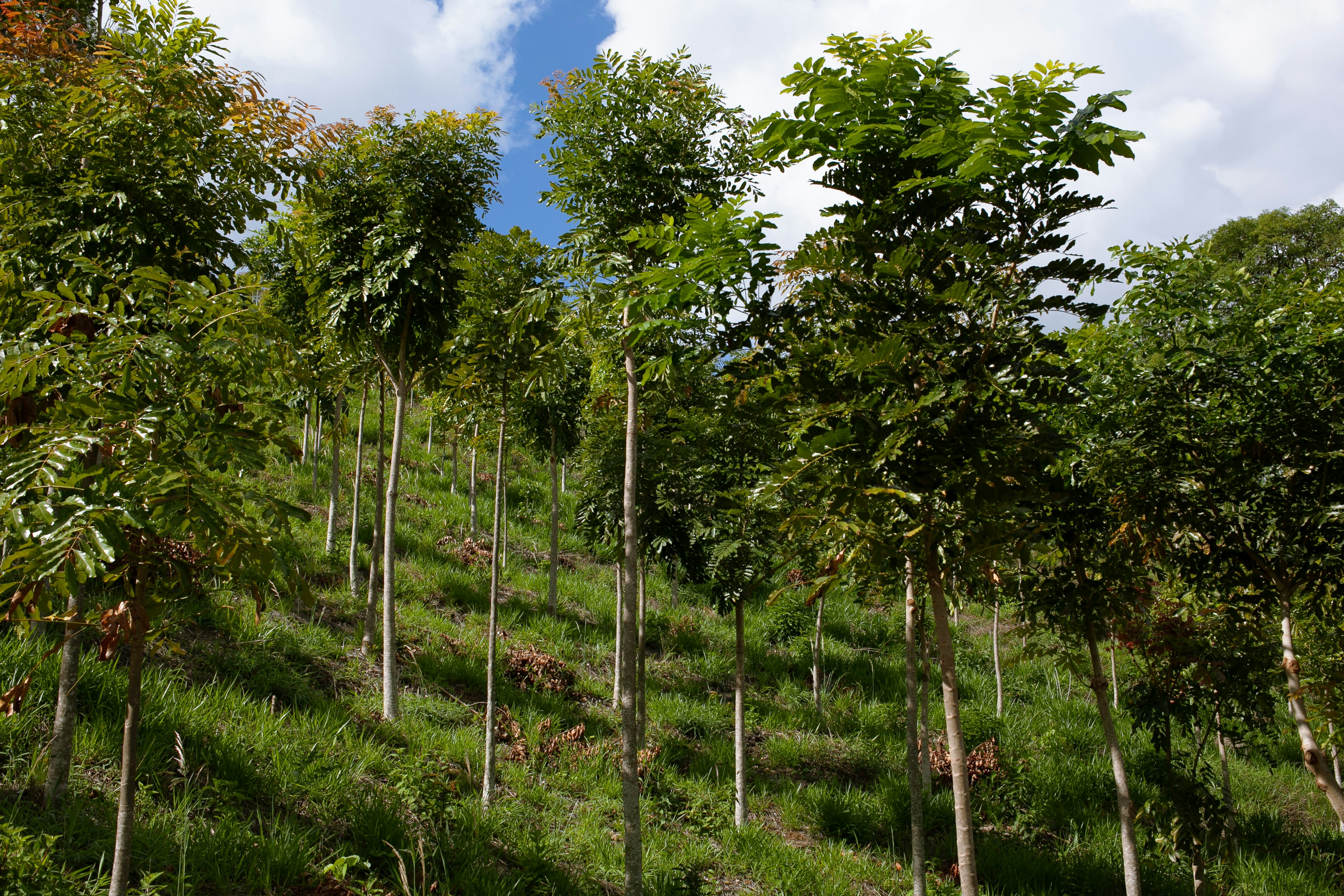WWF and VELUX financing forest protection and restoration in biodiversity hotspots