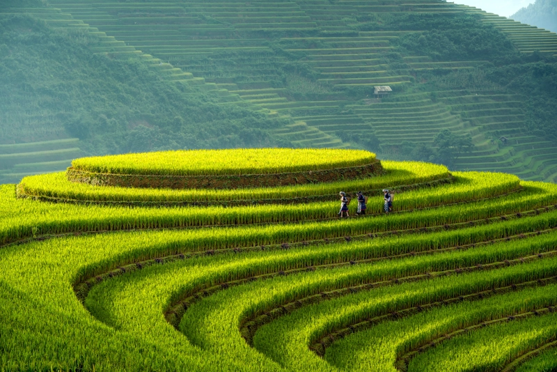 Food Systems Call to Action